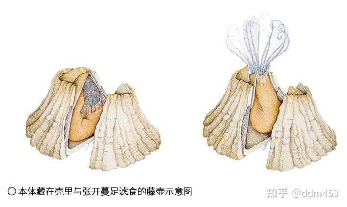 藤壶是一种什么样的生物？ - 知乎
