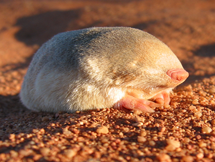 一种老鼠生活在沙漠的沙子里没有眼睛是什么品种