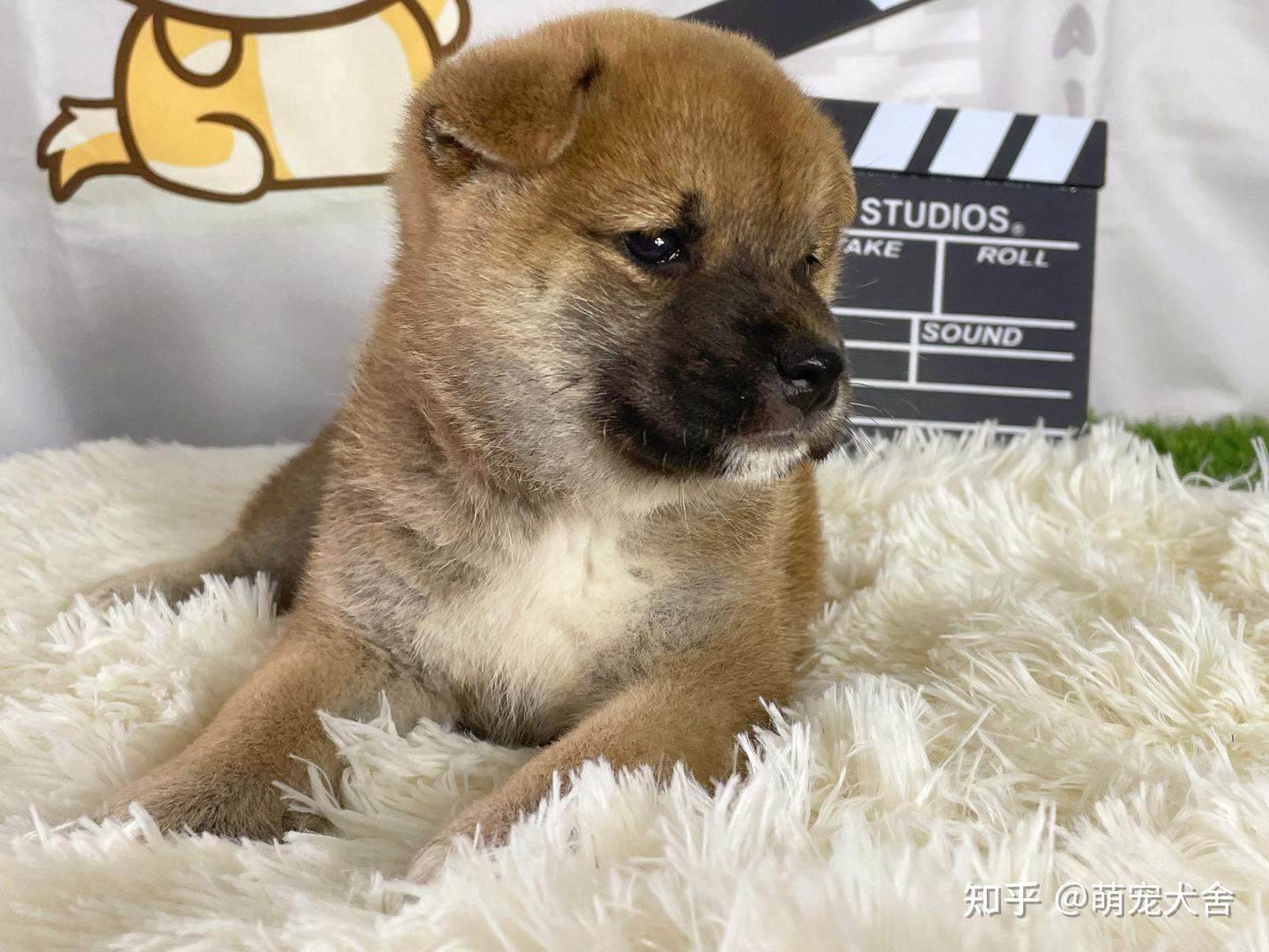 柴犬的智商在排行榜第几？柴犬天生聪明吗？ - 知乎