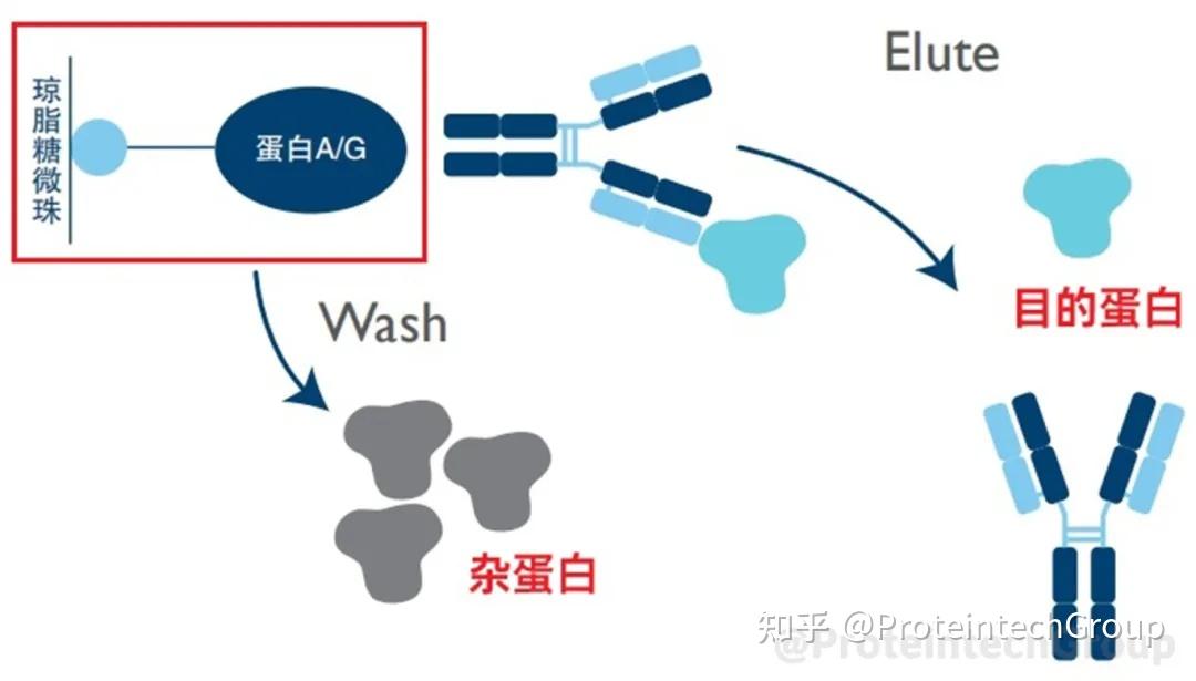 为什么IP/Co-IP结果中有明显杂带?这份自查指南请收好 - 知乎