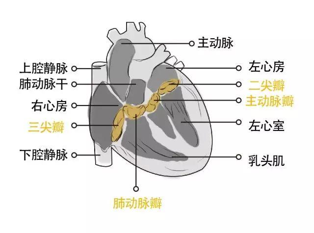 心脏四格简易图瓣膜图片