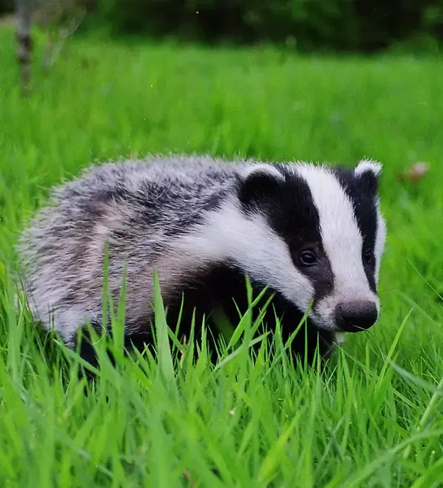 为什么赫奇帕奇那么弱还有人喜欢jk罗琳也喜欢