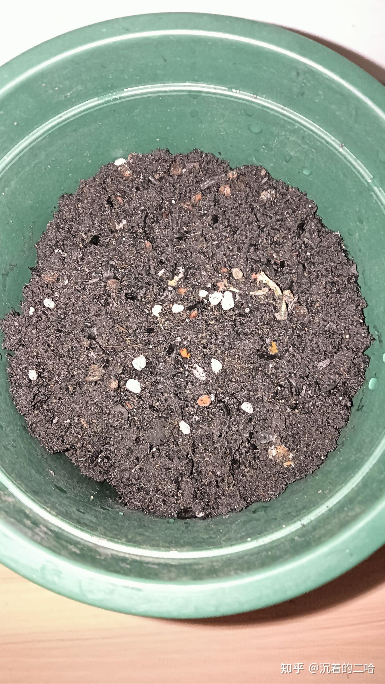 栀子花的长不起来向日葵还可以