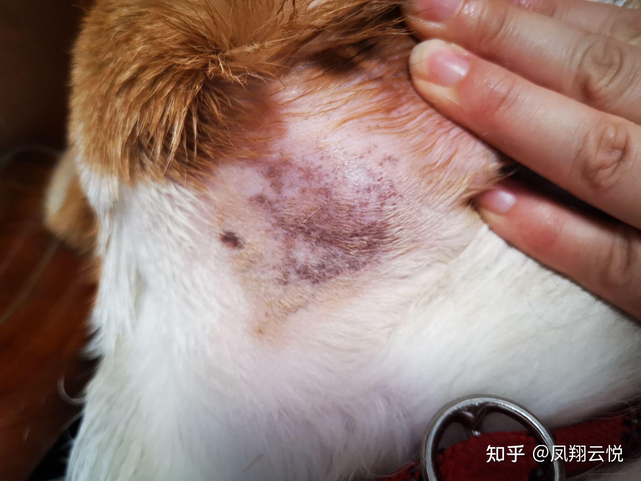 狗狗背上靠近屁股的地方有很多黑点点 好像是毛孔里的 这个是不是皮肤