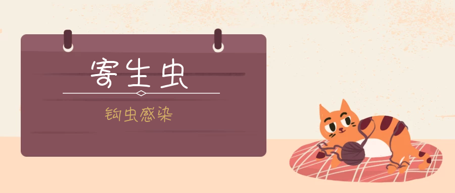 猫寄生虫系列钩虫感染2.0 - 知乎