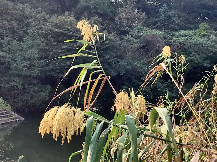 芦芽仙草图片图片