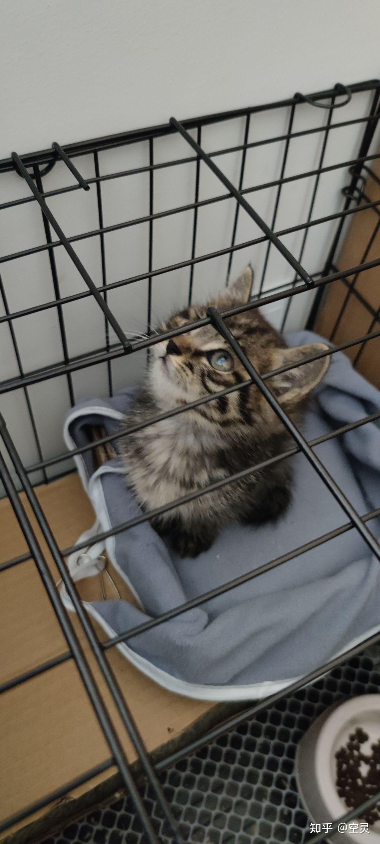 请问各位这猫是狸花猫和什么猫的串