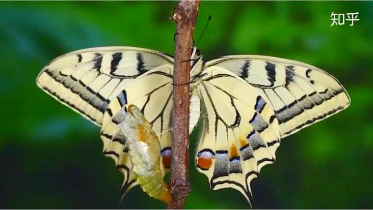 蝴蝶的四个变形过程卵幼虫蛹成虫