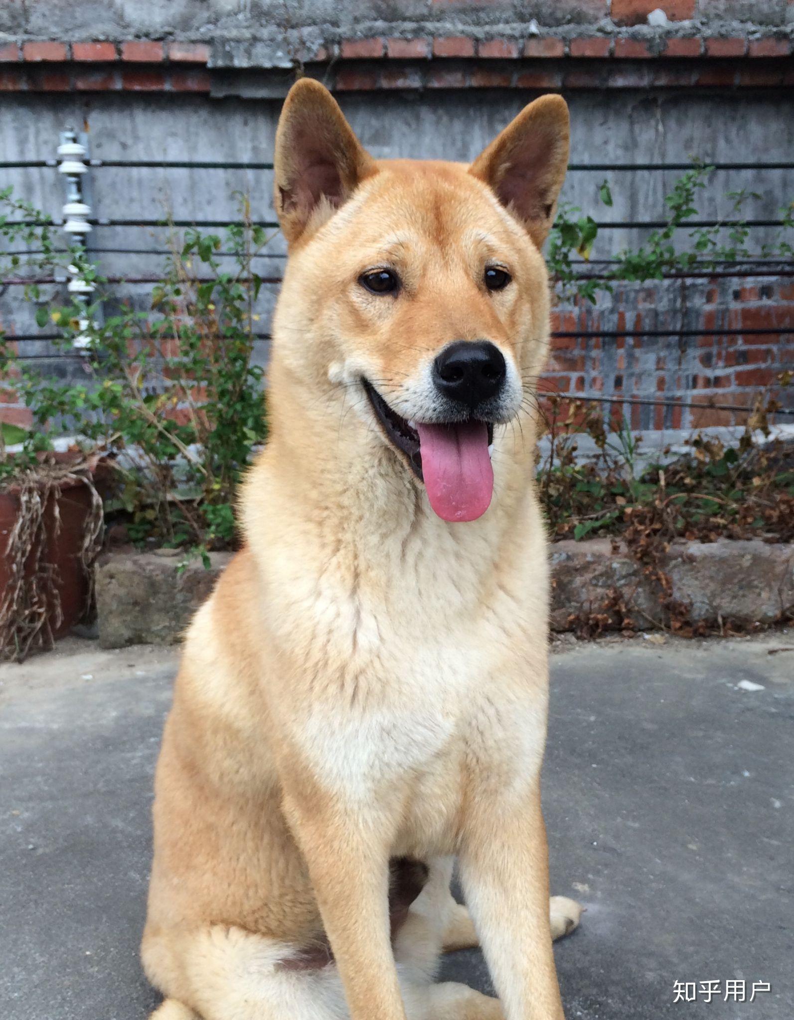 养品种狗和土狗的体验会有多大不同