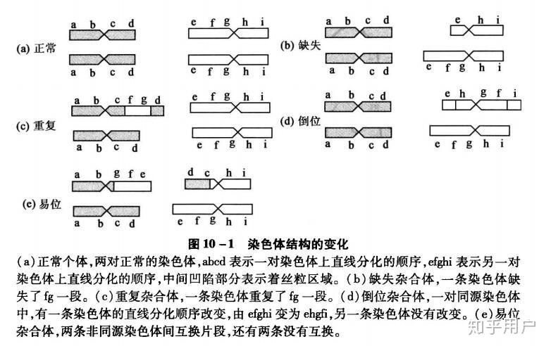 染色体的易位缺失倒位重复的图解怎么画