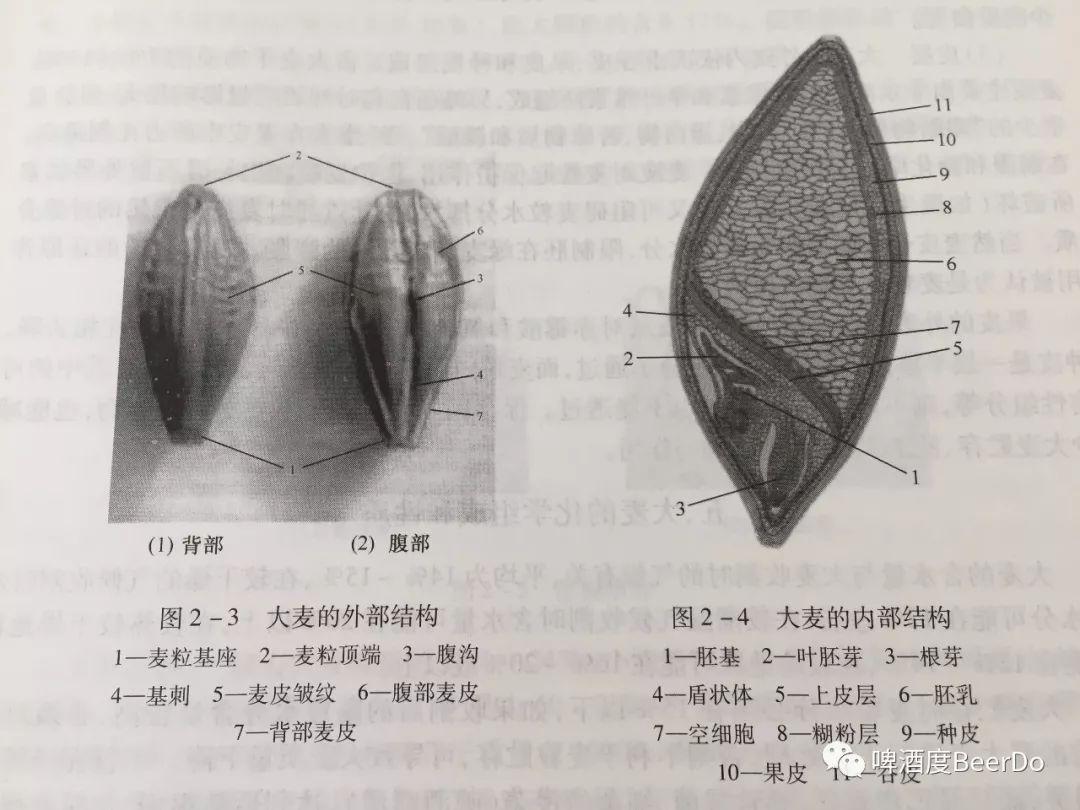 【知识篇】科普一下,精酿啤酒的酿造原料---麦芽 - 知乎