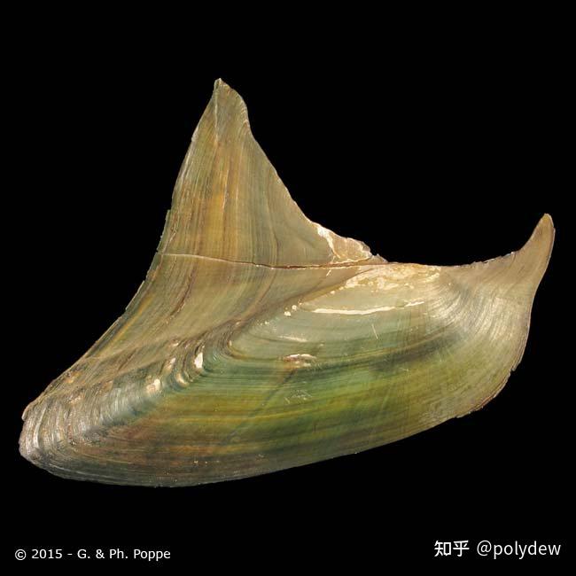 请问这是什么蚌,三角帆蚌?