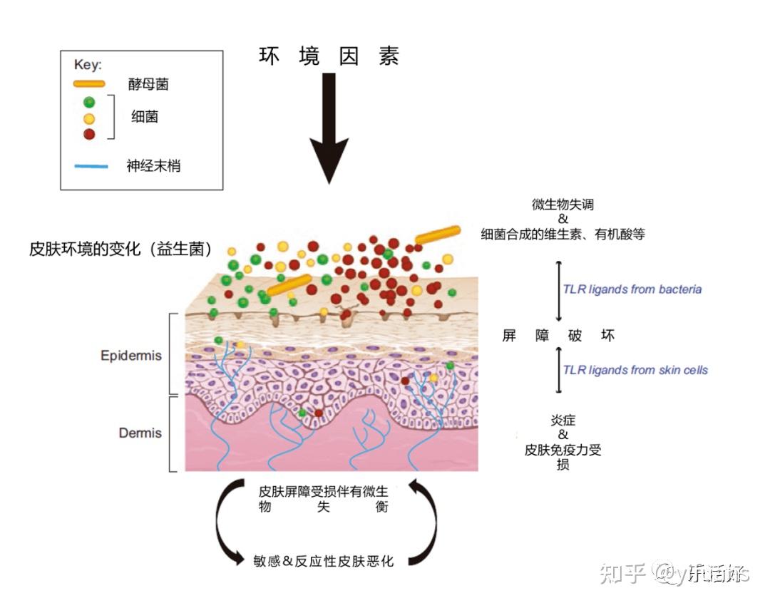 皮肤微生态的炎症性皮肤病和衰老 - 知乎