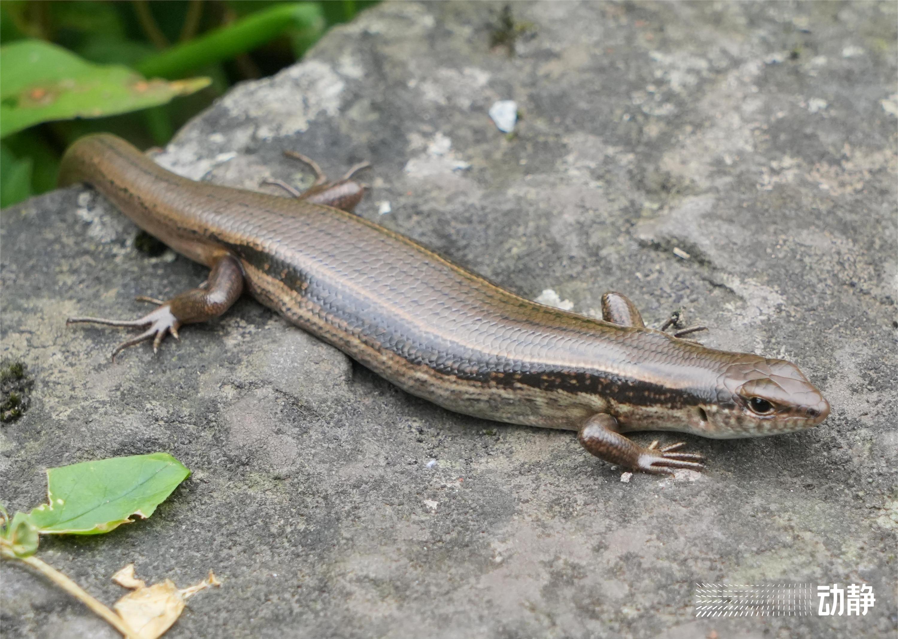 野性贵州有问必答丨像蛇不是蛇长着四只脚的石龙子大有来头