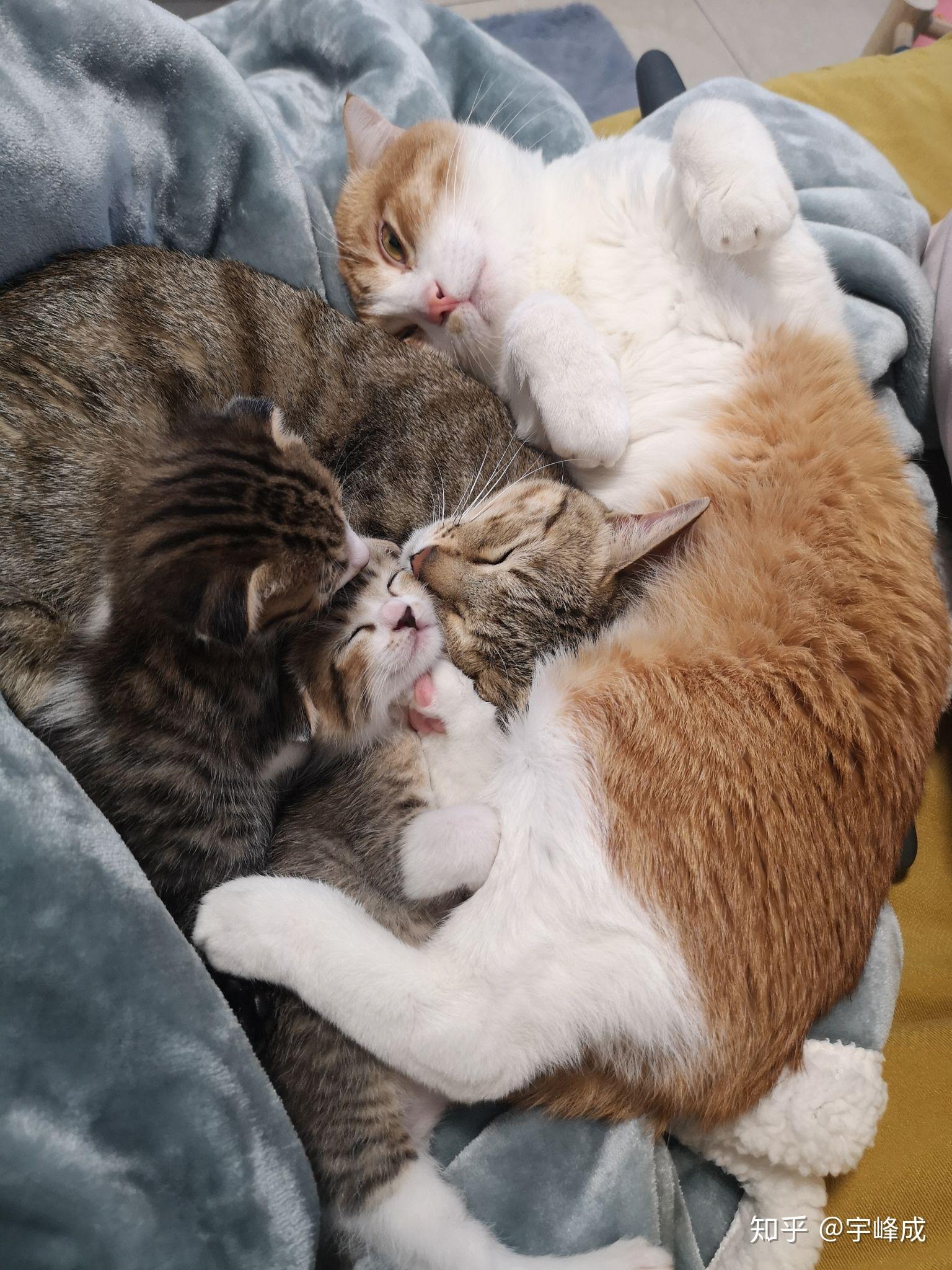 大家有可爱的猫猫抱在一起睡觉的视频或图片嘛