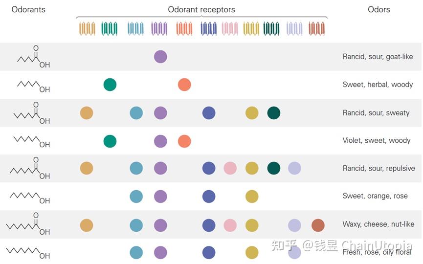 嗅觉系统浅谈 - 知乎