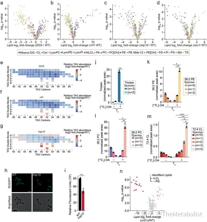 Nature Cell Biology:脂肪动起来,线粒体重生 - 知乎