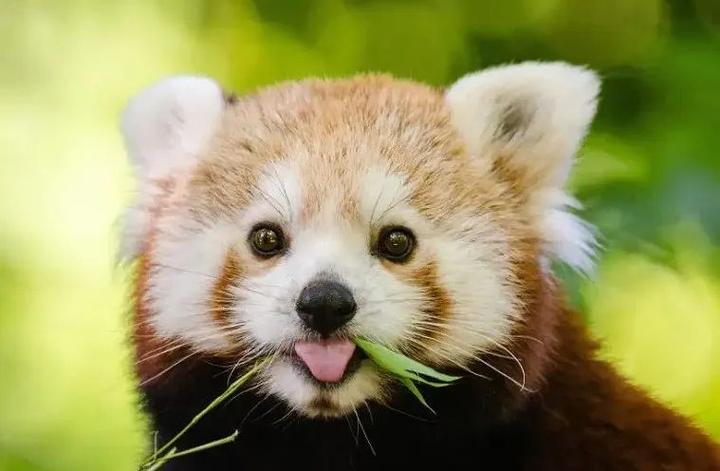 被国宝抢走大名的小熊猫- 知乎