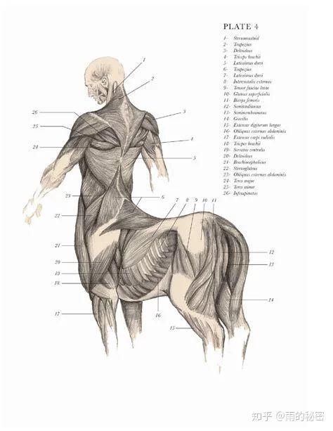 半人马的生理结构图片