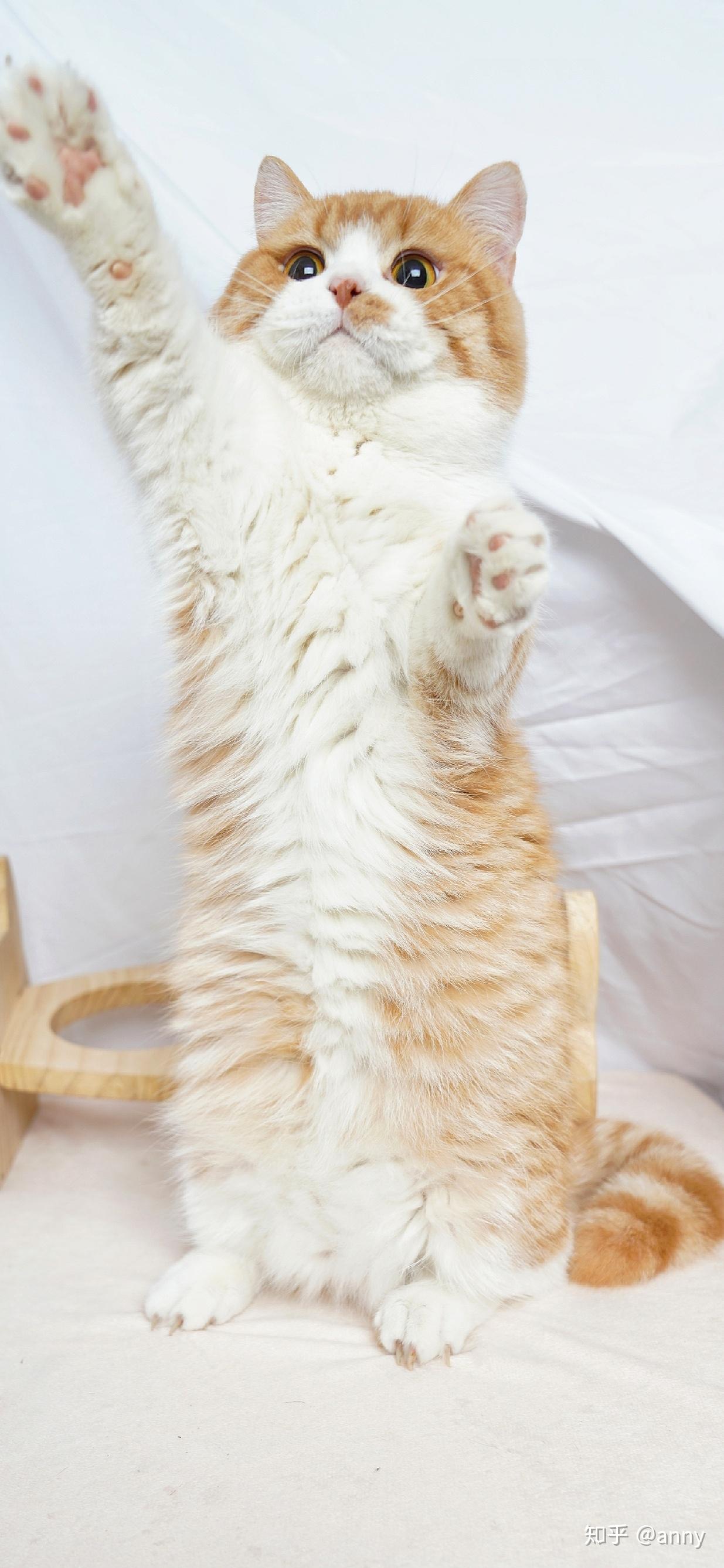 有没有好看的猫咪壁纸或头像?