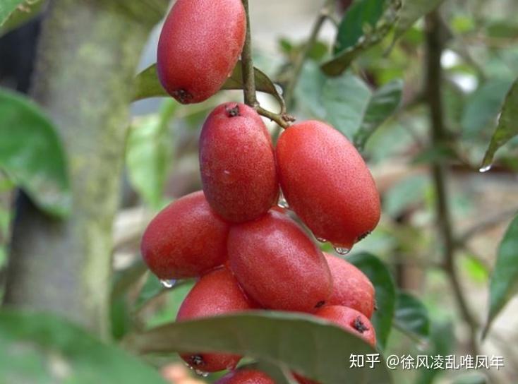 羊奶果吃起来为什么一股涩味,应该怎么吃? - 知乎