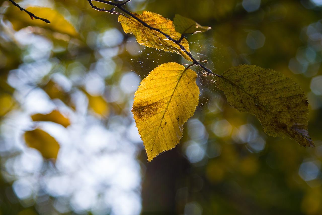 新玉缀为什么掉叶子