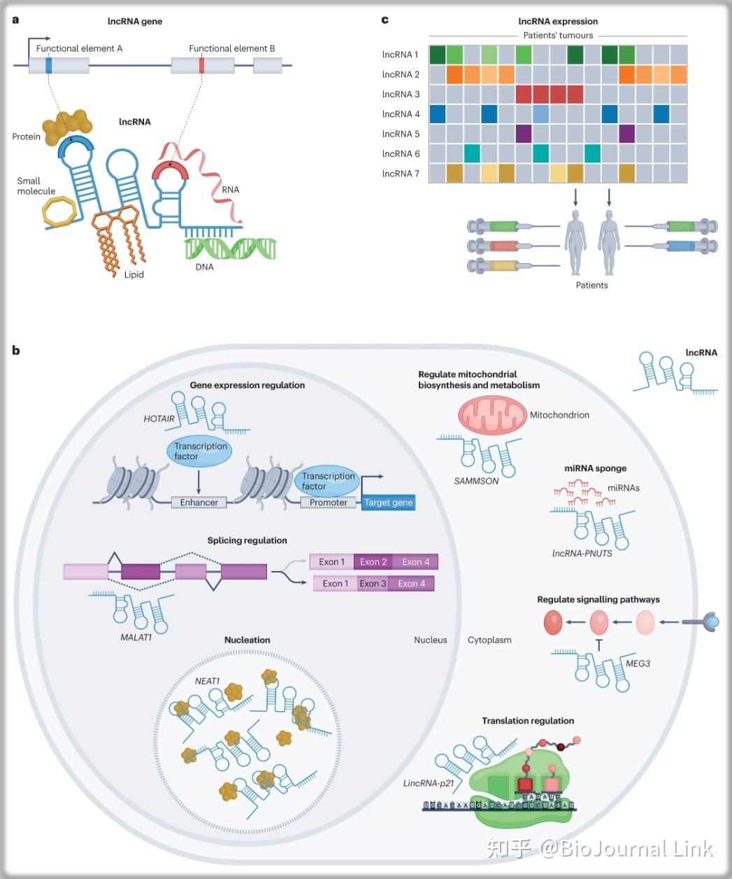 综述精读 | NatRevGenet | 针对和工程化长链非编码RNA用于癌症治疗 - 知乎