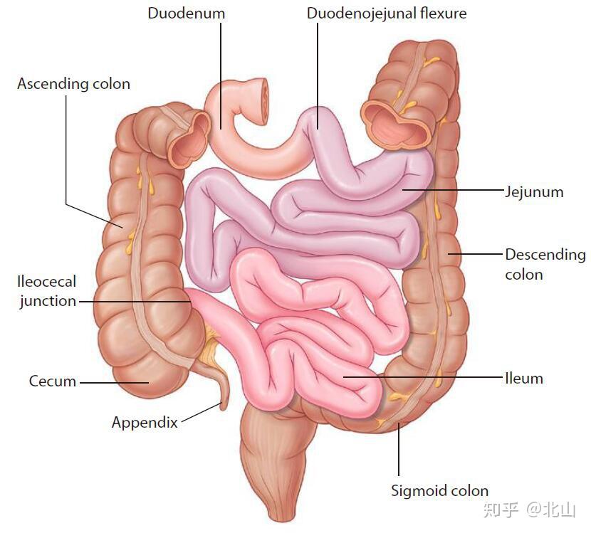 每个人的小肠蜷曲方式都一样吗蜷曲模式是固定的还是随机的