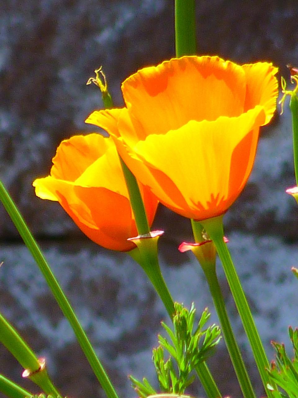 大麻产量每亩是多少