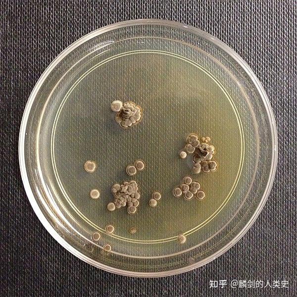 【地球生物全系列——从单细胞到人类】真菌界—担子菌门 - 知乎
