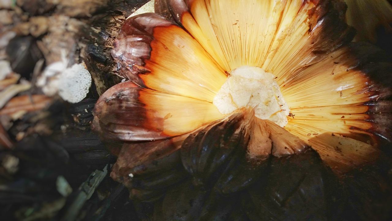 椰子里面的椰肉怎么吃