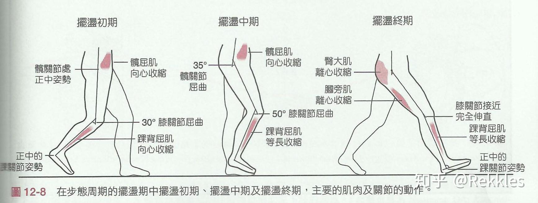 正确走路是用臀部还是用胯发力? - 知乎