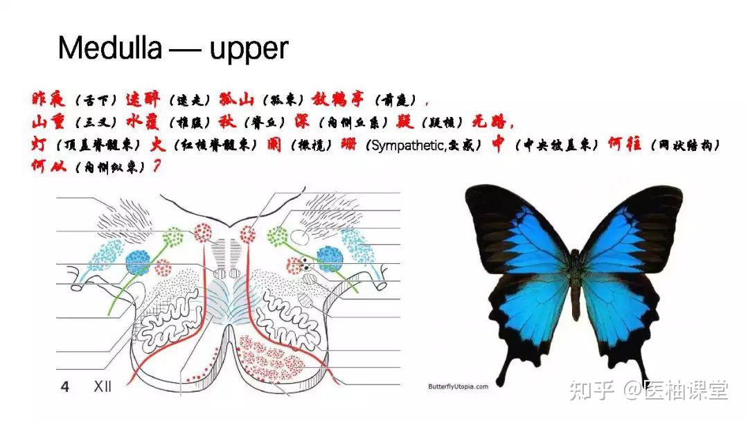 脑干的解剖和综合症 - 知乎
