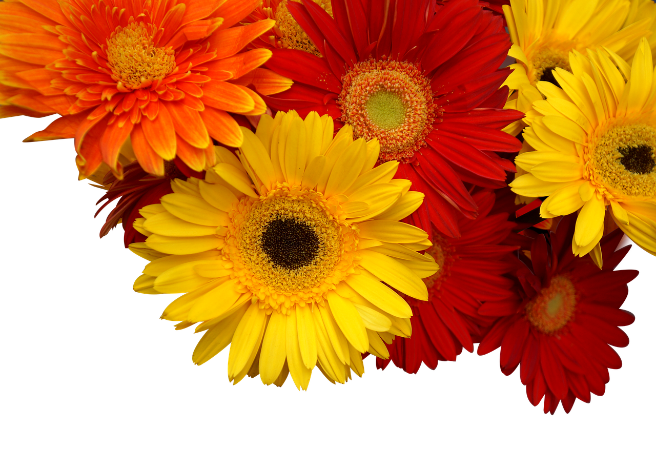 菊花是什么颜色的