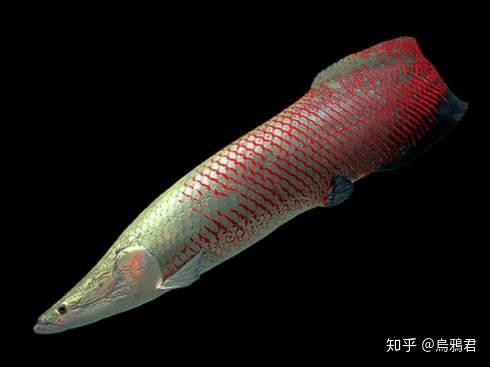 有什么凶猛的食肉类观赏鱼? - 知乎