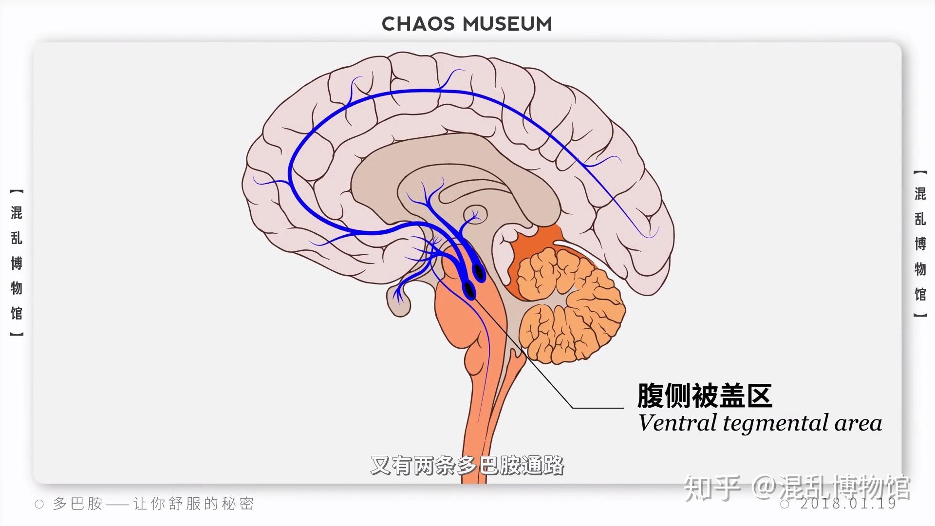 多巴胺是什么？它有哪些功能？ - 知乎