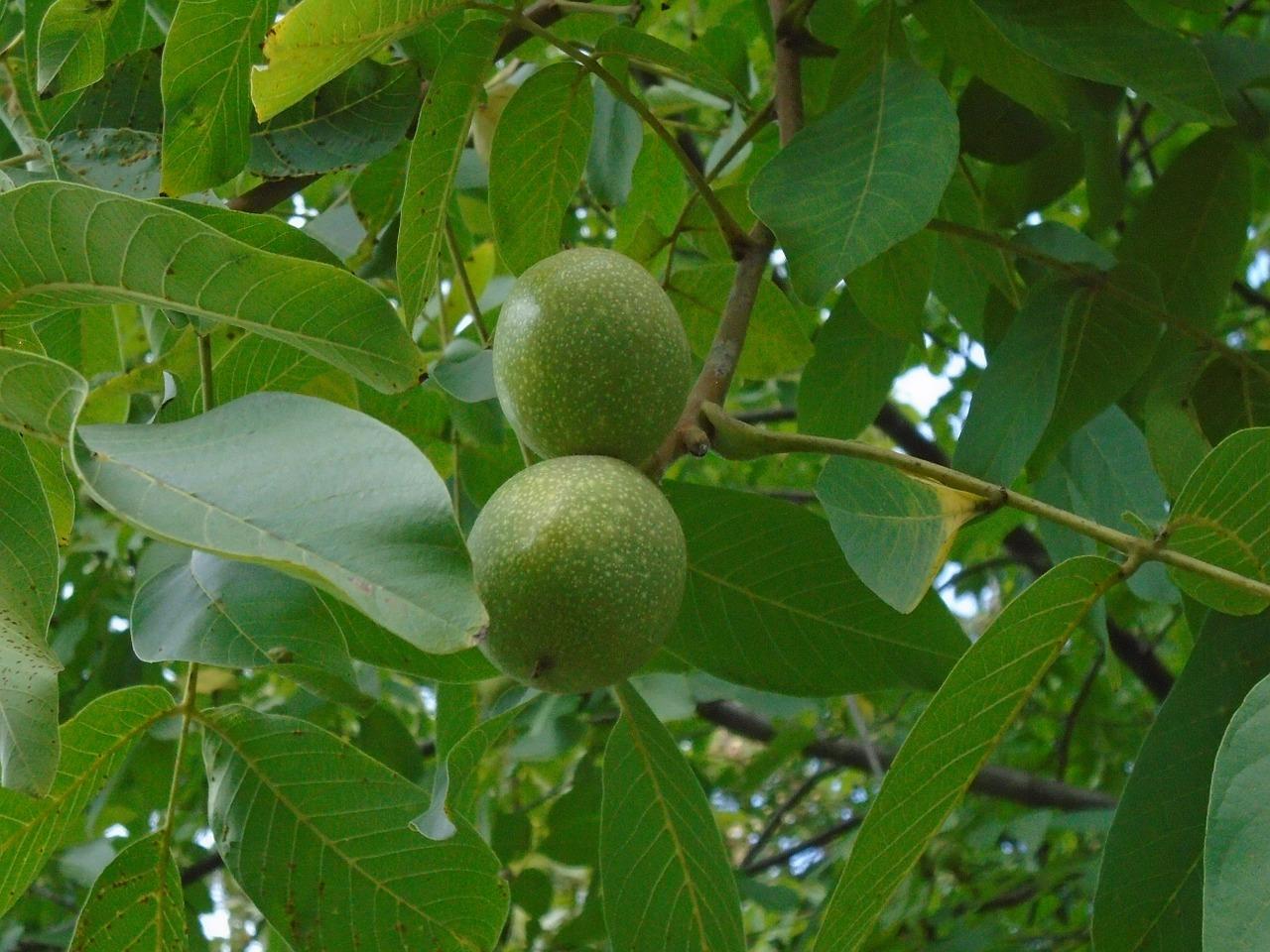 优质核桃产地推荐