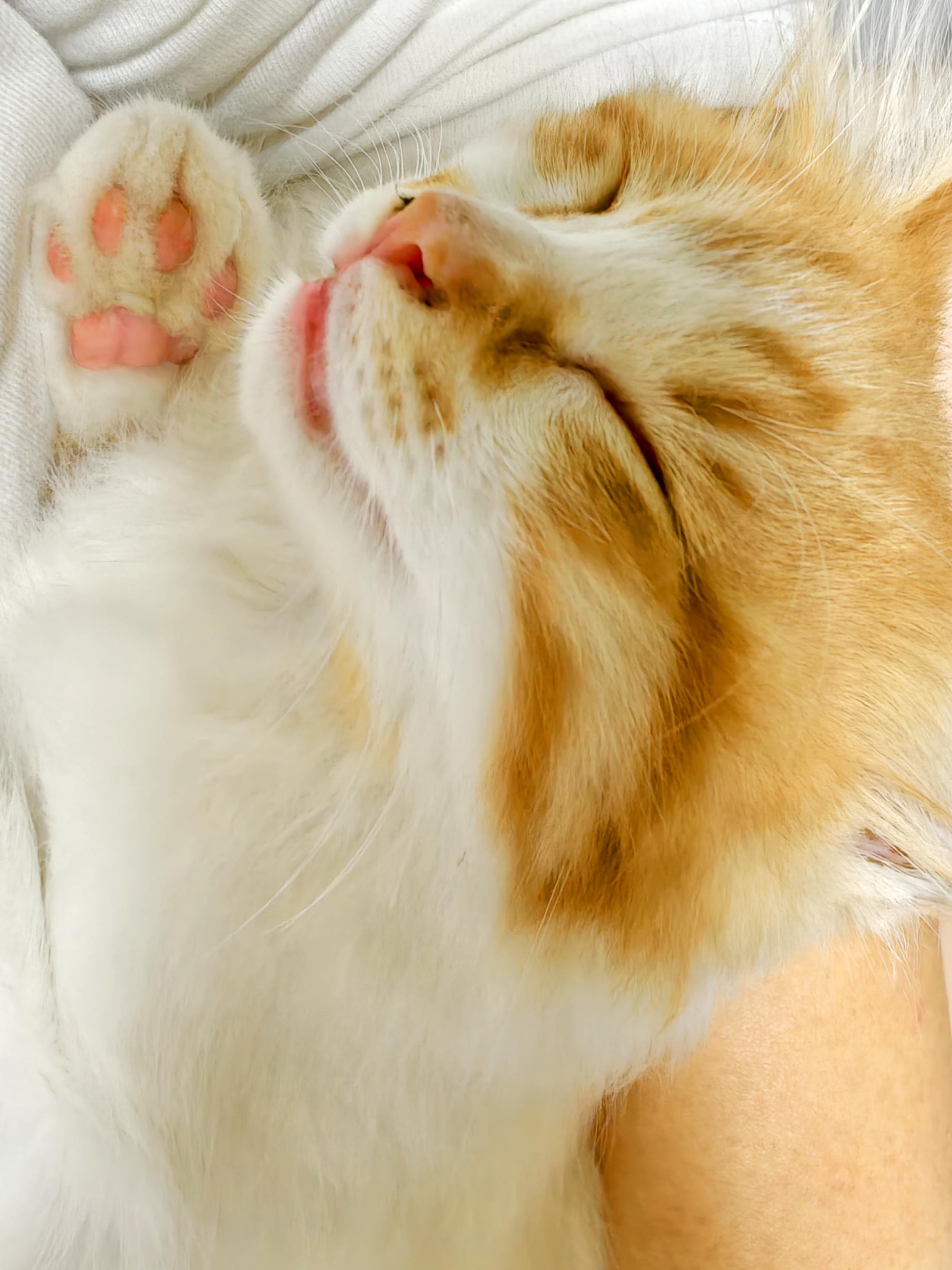 可以分享一张你家猫睡觉的照片吗?