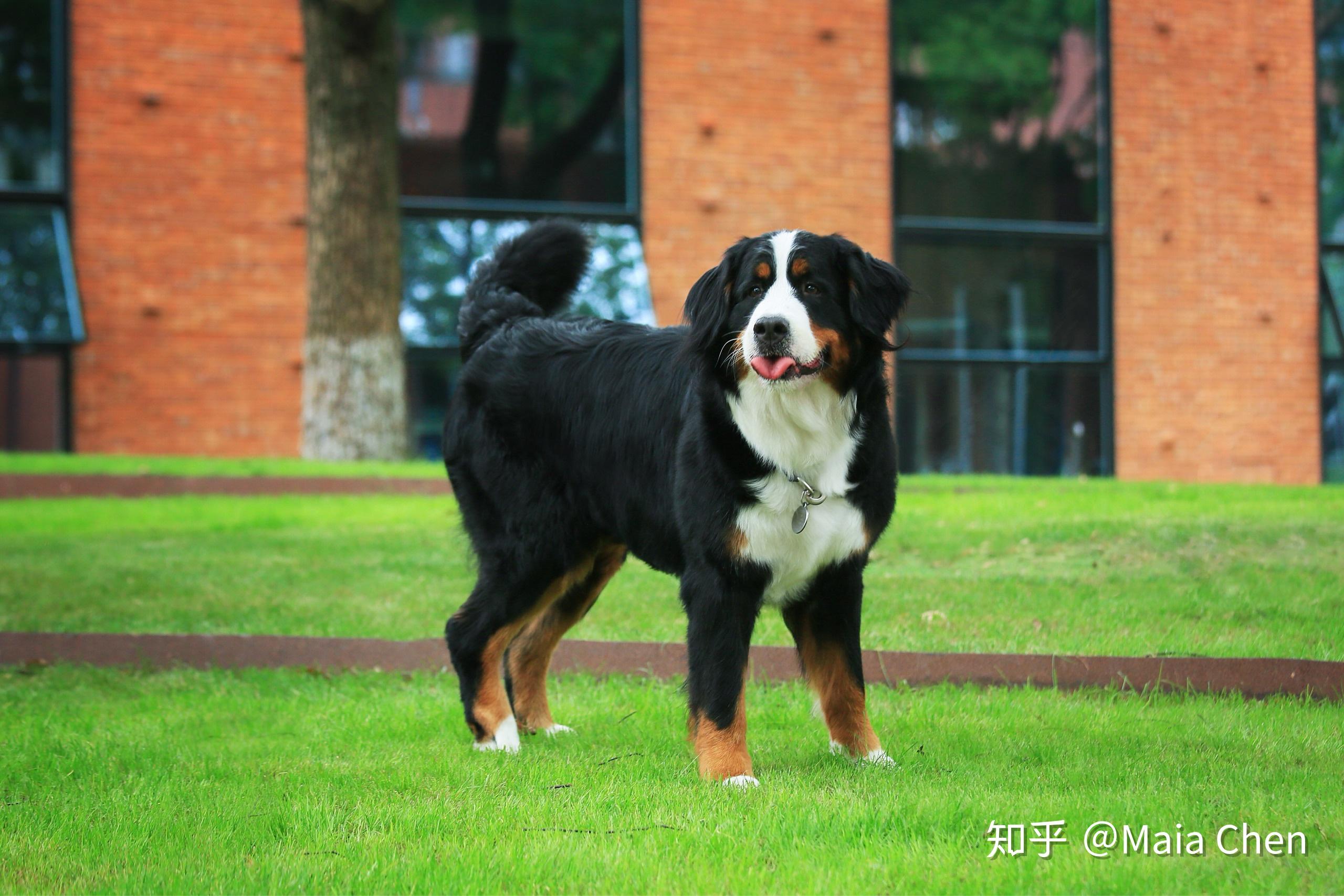 大型犬可以可爱到什么程度