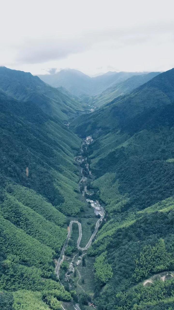 顶配的武夷山桐木关及浦城丹桂——桂花红茶 - 知乎