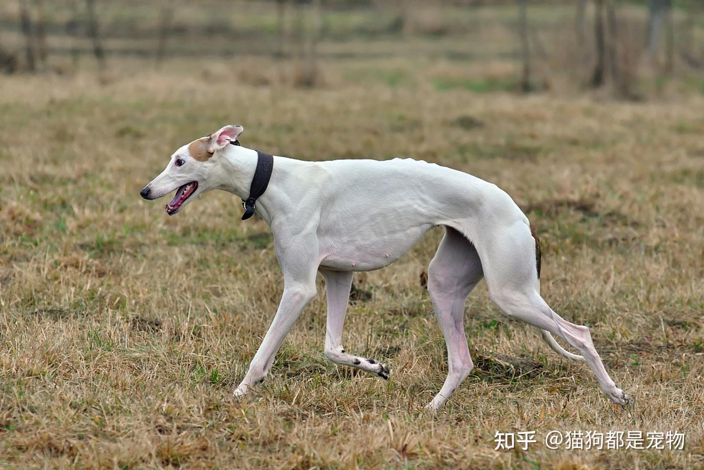 最具代表性的8种“中华田园犬”,你们喜欢哪一种呢? - 知乎