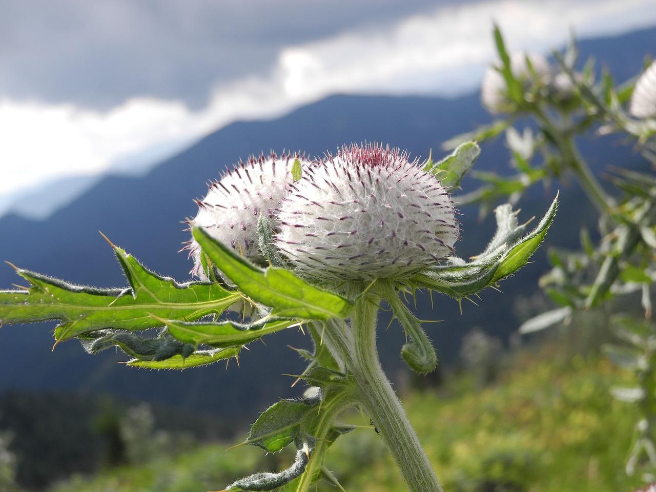 1. 菜蓟营养价值