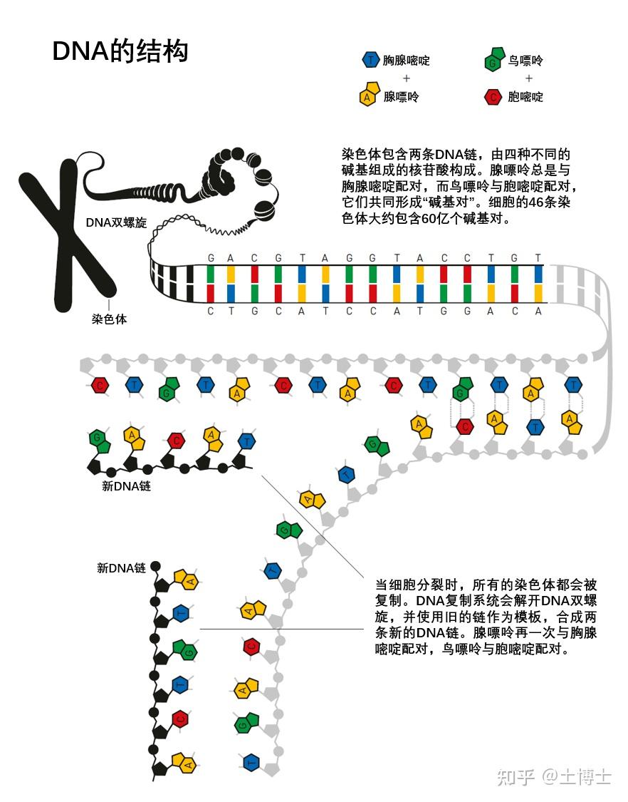 新闻发布:2015年诺贝尔化学奖(DNA修复) - 知乎