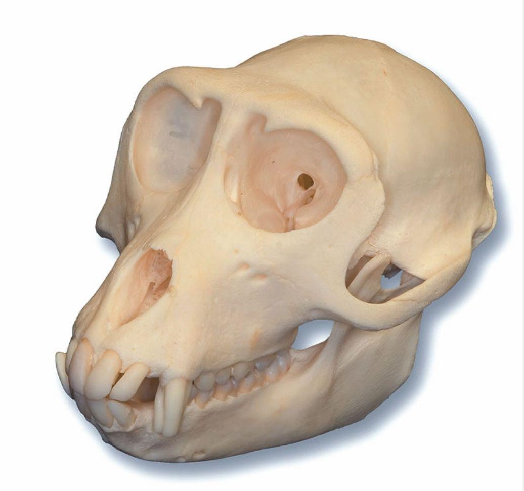 为什么人类在打架时不会漏出自己的犬齿