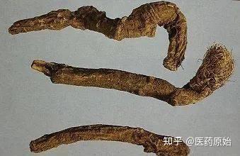 带你识别前胡 - 知乎