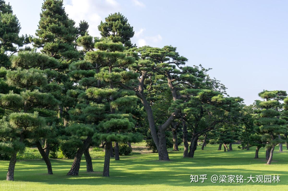 中国北方公园最常用什么灌木和乔木? - 知乎