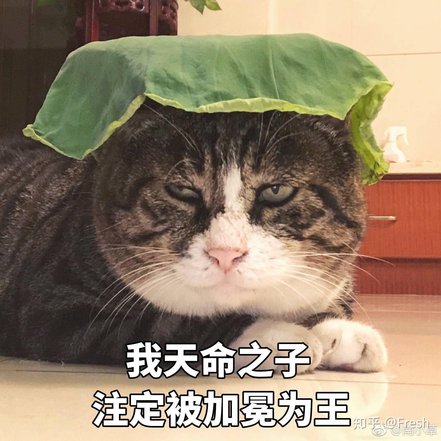 有哪些丑萌表情包？ - 知乎