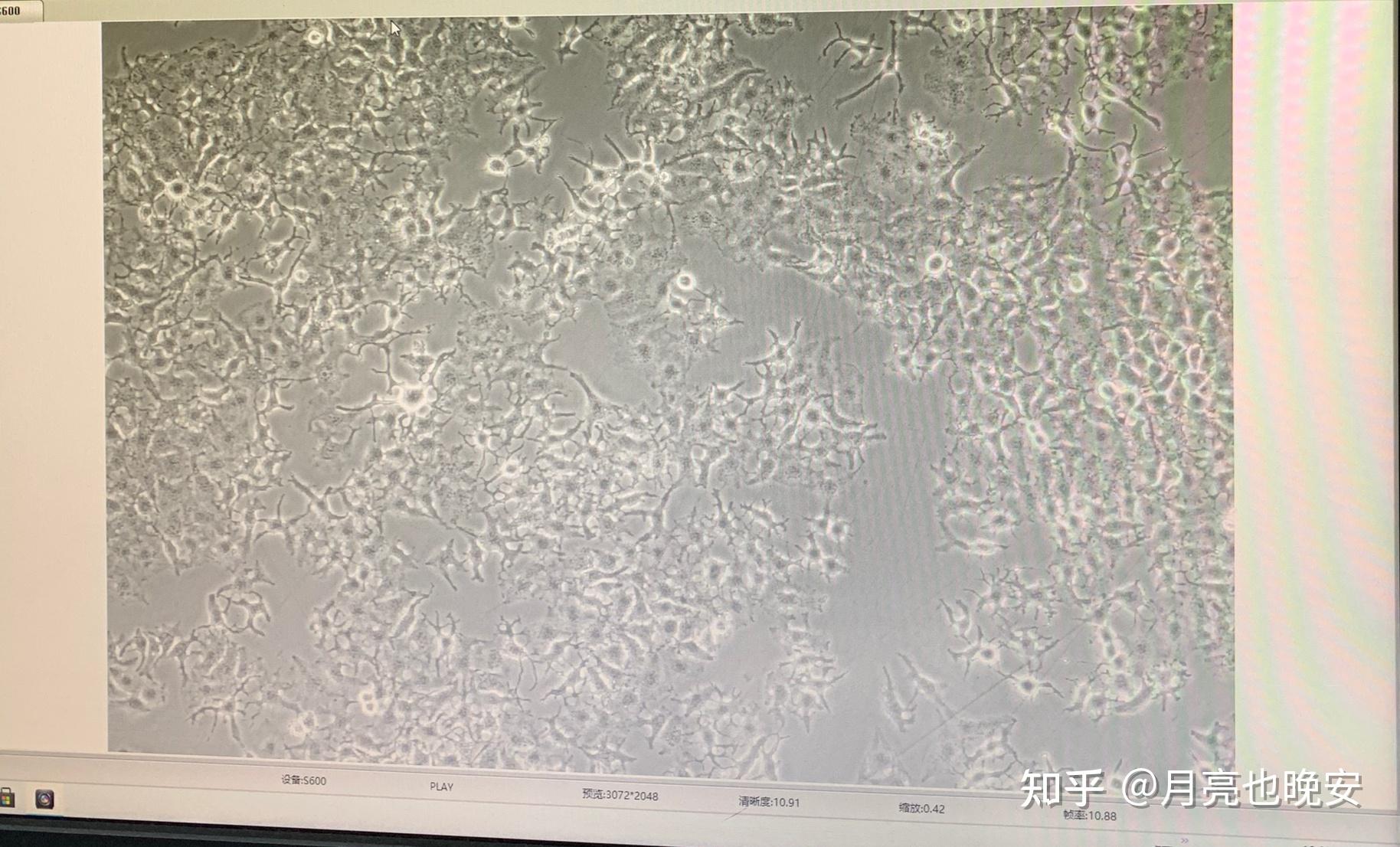 2025年 6月 CPU天梯图更新锐龙9 9950X3D 知乎