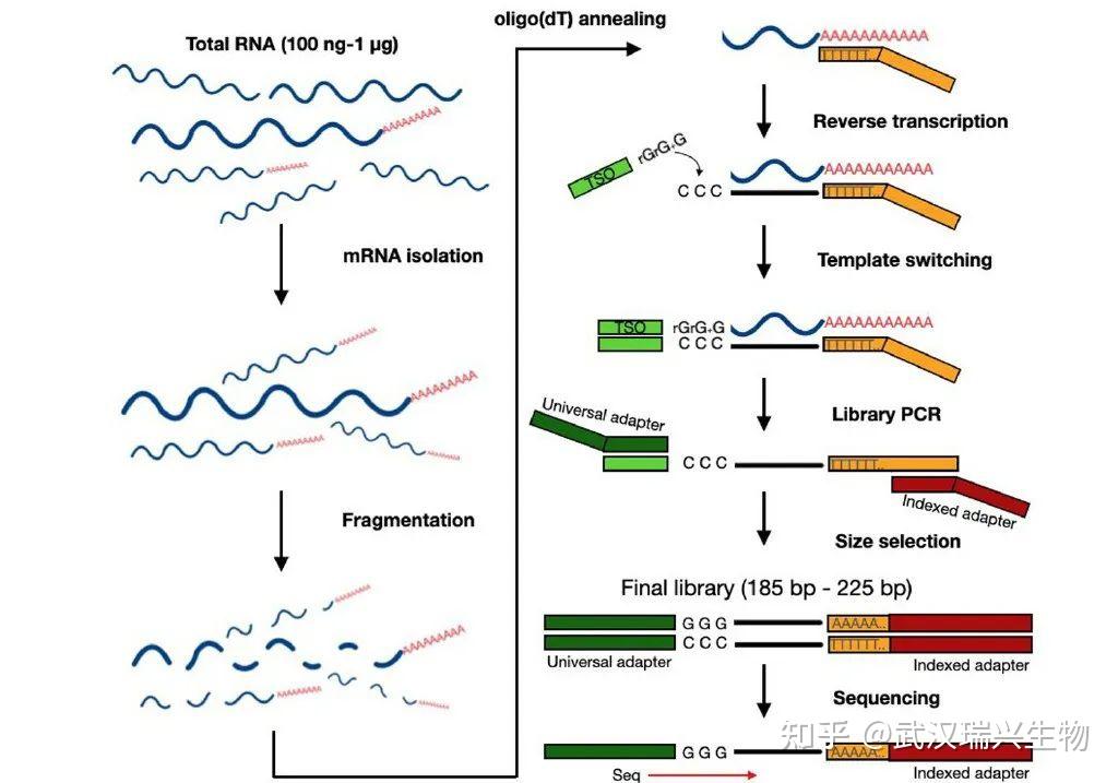 Panseq Procedure 全网最详细 | 一文读懂APA及其研究利器PAS-seq - 知乎