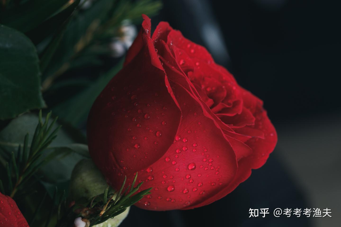 金句|关于玫瑰花的36句名言警句：超惊艳- 知乎